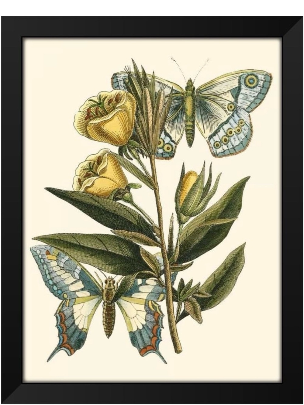 Butterfly Oasis II